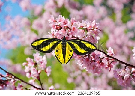 Beautiful Tithonus birdwing butterfly (Ornithoptera tithonus) on pink flower (Wild Himalayan cherry).