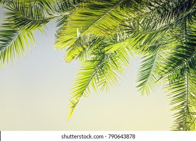 Beautiful Toned Sunlight Palm Leaves Background With Copy Space Holy Week Easter Concept Long Weekend Spring Break