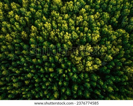 Beautiful top view aerial autumn forest from drone
