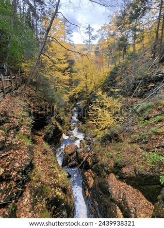 Beautiful top view of the creek surrounded by stunning fall foliage near Bushkill Falls, Pennsylvania, U.S