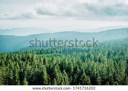 Beautiful top view of green spruce forest and blue mountains in fog. Pohorje Treetop Walk, Rogla. Slovenia, Europe.