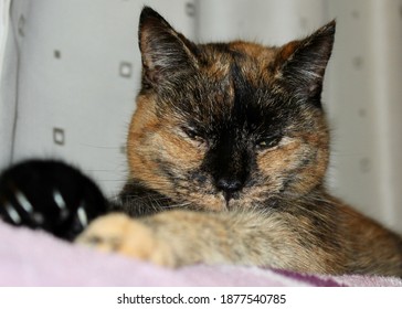 A Beautiful Tortoise Shell Cat Relaxing