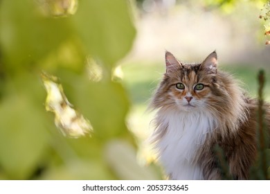 A beautiful tortoiseshell norwegian forest cat female outdoors in autumnal light with yellow leaves