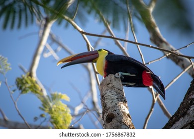 A beautiful toucan bird in a tree in Costa Rica - Shutterstock ID 1756867832