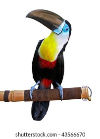 Beautiful Toucan Isolated On White