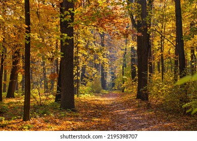 Beautiful Trail In Autumn Forest. Sunshine Through The Trees. Autumn Leaves, Gold Yellow Orange Vivid Colors. Fall Adventure Background, Nature Freedom Tranquil Foliage. Peaceful Sunny Landscape Path