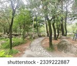 Beautiful trail made with rocks through the trees in Saurabh Van Vihar Palampur Himachal Pradesh India.