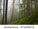 A beautiful trail at Olympic National Forest in Washington state during summer season. A misty rain forest in North America. 