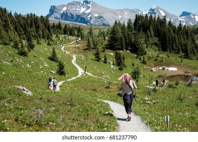 Beautiful Trails Of Sunshine Meadows, Banff National Park, Alberta, Canada