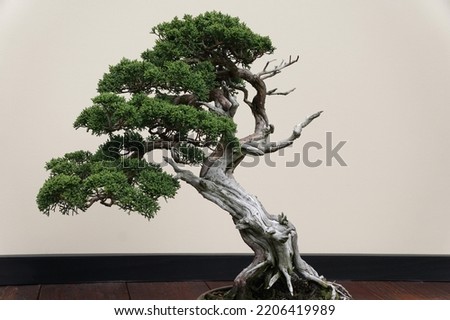 A beautiful and trained Sargent Juniper bonsai tree with green leaves