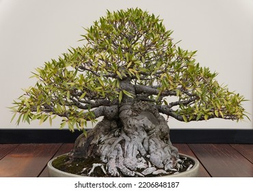 A Beautiful And Trained Willow Leaf Ficus Bonsai Tree With Thick Bark And Tiny Green Leaves Inside A Ceramic Pot