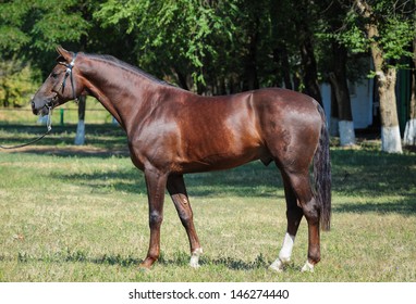 Beautiful Trakehner Stallion