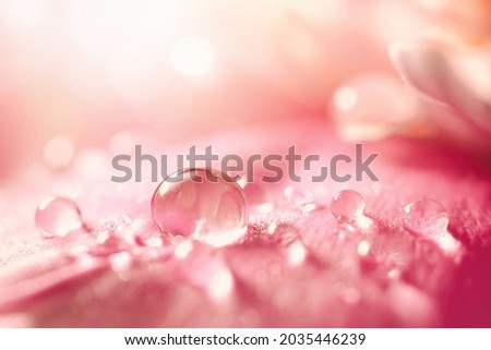 Beautiful transparent drops of water or dew with sun glare on petal of pink peony flower, macro. Gentle artistic image of purity and beauty of nature.