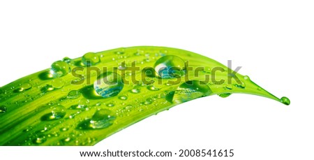 Beautiful transparent natural dew drops or rain on fresh grass leaf isolated on white background. Close-up macro detail.