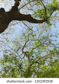 A beautiful Tree