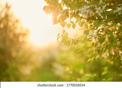 Beautiful Tree Branch With Green Leaves Close-up. Rays Of The Setting Sun In The Spring Park. Blurred Background With Bokeh And Space For Text.