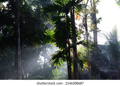 Beautiful Tree Branch With Green Leaves. Rays Of The Morning Sun In The Spring Park. Blurred Background With Bokeh And Space For Text.