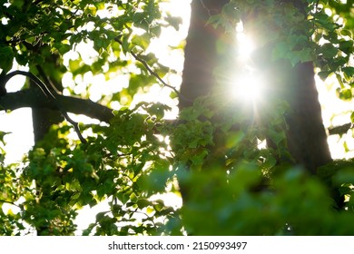 Beautiful Tree Branch With Green Leaves Close-up. Rays Of The Setting Sun In The Spring Park. Blurred Background With Bokeh.