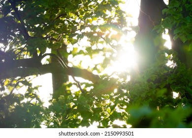 Beautiful Tree Branch With Green Leaves Close-up. Rays Of The Setting Sun In The Spring Park. Blurred Background With Bokeh.