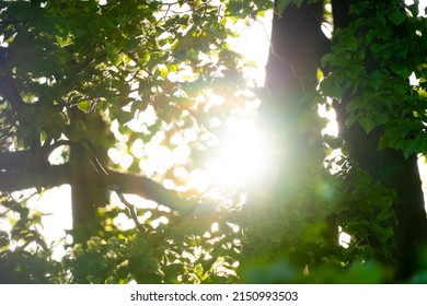 Beautiful Tree Branch With Green Leaves Close-up. Rays Of The Setting Sun In The Spring Park. Blurred Background With Bokeh.