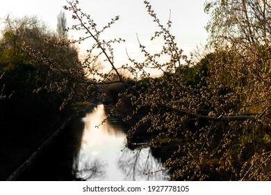 Beautiful Tree Branch, Slough, UK