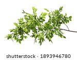 Beautiful tree branches with green leaves on white background