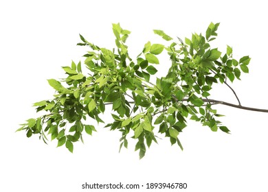 Beautiful tree branches with green leaves on white background