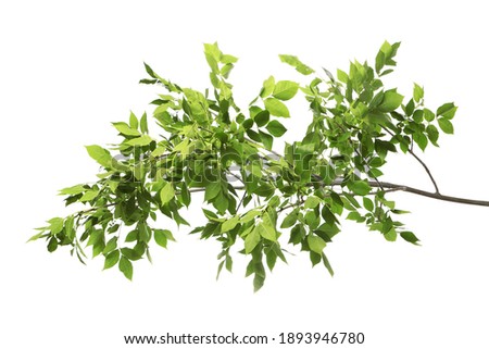 Beautiful tree branches with green leaves on white background