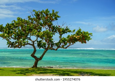 A beautiful tree by the sea in Okinawa