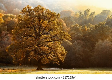 Beautiful Tree Of Colour Autumn Scenery