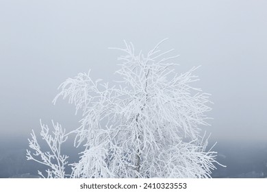 Beautiful tree covered with snow on winter day, closeup