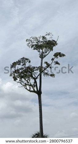 a beautiful tree even though it is old