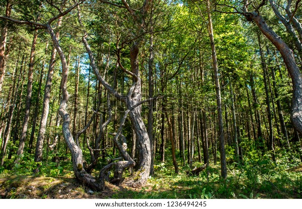 Beautiful Tree Forest Nature Peaceful Toned Stock Photo Edit Now