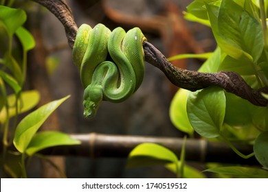 Beautiful tree green snake coiled on a branch. - Powered by Shutterstock