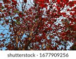 Beautiful tree having red leaf 