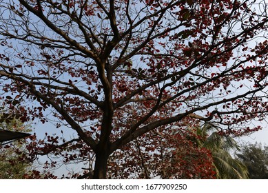 Beautiful tree having red leaf 