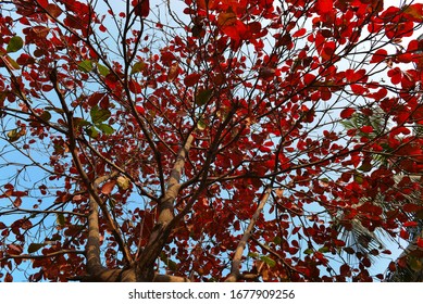 Beautiful tree having red leaf 