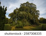 A Beautiful tree inside the Elms gilded age historic mansion garden at Bellevue avenue in Newport, Rhode Island, USA