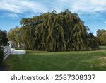 A Beautiful tree inside the Elms gilded age historic mansion garden at Bellevue avenue in Newport, Rhode Island, USA