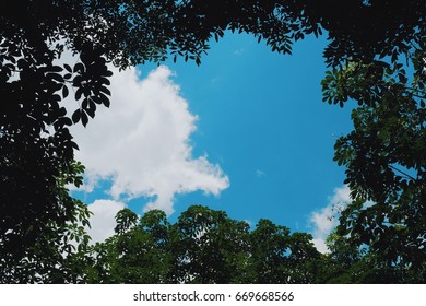Beautiful Tree leaf with sky and cloud background. Nature fram background concept with space for your text. Colorful blue sky.