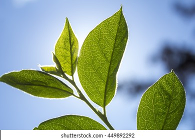 Beautiful Tree Leaves