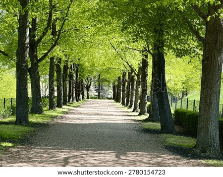 Beautiful tree lined pathway with fresh green foliage in sunny spring park. Scenic natural tunnel formed by tall trees with vibrant leaves and soft sunlight creating peaceful outdoor atmosphere. Symmetrical perspective of a quiet walking trail surrounded by lush greenery and bright spring vegetation.