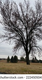 Beautiful Tree In Local Park