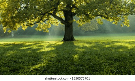 A beautiful tree in the middle of a field covered with grass with the tree line in the background - Powered by Shutterstock