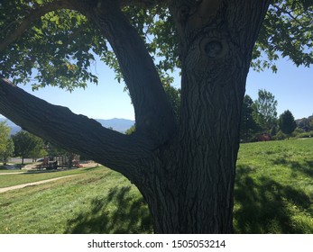 Beautiful Tree In Neighborhood Park Of Downtown Salt Lake City