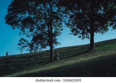 Beautiful tree and nice background 