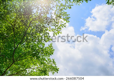 Beautiful tree on blue sky background