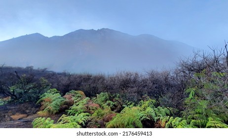 Beautiful Tree On Mount Ijen