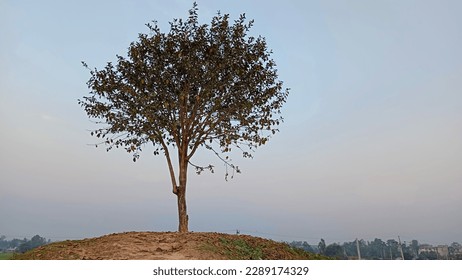 The beautiful tree on the river side which is very charming.