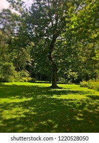 Beautiful Tree On The UNC Asheville Campus